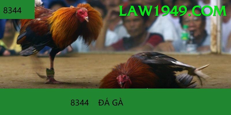 Đá Gà Trực Tiếp - Trải nghiệm tuyệt vời